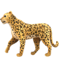  Leopard